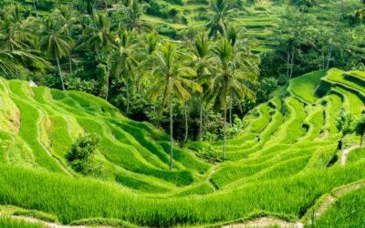 Circuit Bali Octobre 2026