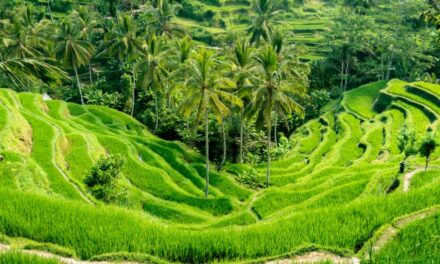 Circuit Bali Octobre 2026