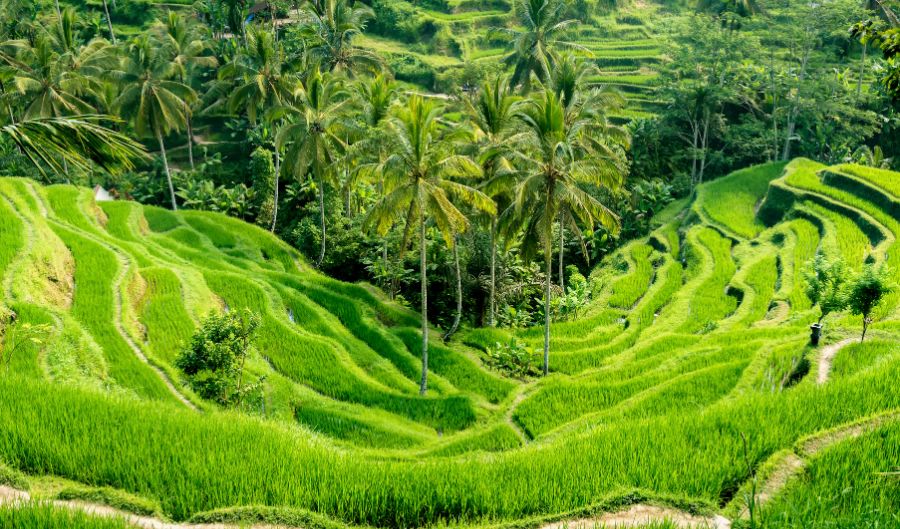 Circuit Bali Octobre 2026